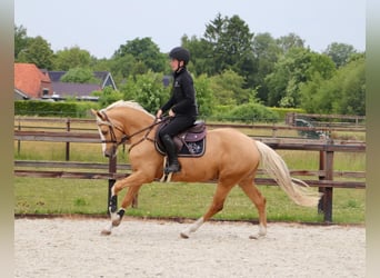 German Riding Pony, Gelding, 5 years, 14,2 hh, Palomino