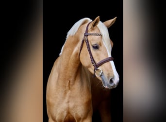 German Riding Pony, Gelding, 5 years, 14,2 hh, Palomino