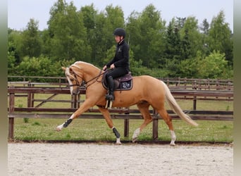 German Riding Pony, Gelding, 5 years, 14,2 hh, Palomino