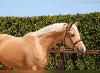 German Riding Pony, Gelding, 5 years, 14,2 hh, Palomino
