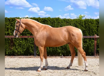German Riding Pony, Gelding, 5 years, 14,2 hh, Palomino