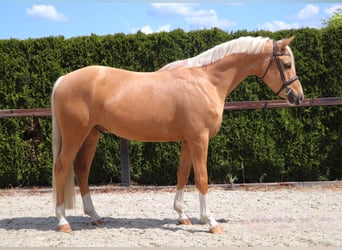 German Riding Pony, Gelding, 5 years, 14,2 hh, Palomino