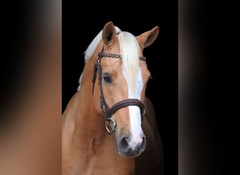 German Riding Pony, Gelding, 5 years, 14,2 hh, Palomino