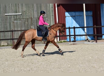 German Riding Pony, Gelding, 5 years, 14,3 hh, Chestnut-Red