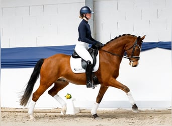 German Riding Pony, Gelding, 5 years, 15.1 hh, Brown