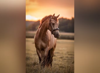 German Riding Pony, Gelding, 5 years, 15.1 hh, Buckskin