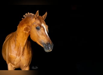 German Riding Pony, Gelding, 5 years, 15.1 hh, Chestnut-Red