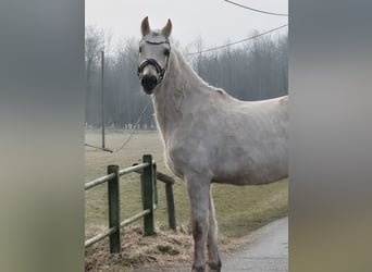 German Riding Pony, Gelding, 5 years, 15.1 hh, Palomino