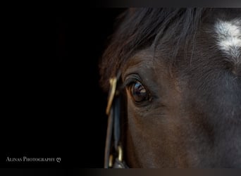 German Riding Pony, Gelding, 5 years, 15.2 hh, Bay-Dark