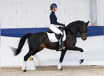 German Riding Pony, Gelding, 5 years, 15 hh, Bay-Dark