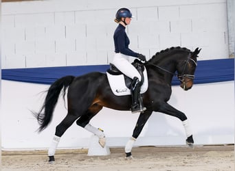 German Riding Pony, Gelding, 5 years, 15 hh, Bay-Dark