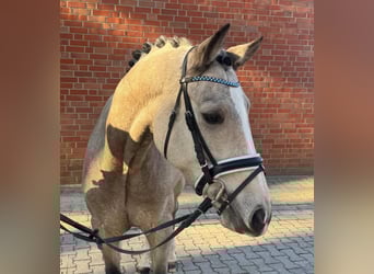 German Riding Pony, Gelding, 5 years, 15 hh, Brown Falb mold