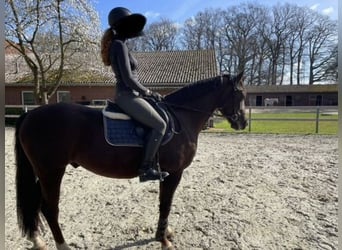 German Riding Pony, Gelding, 5 years, 15 hh, Chestnut