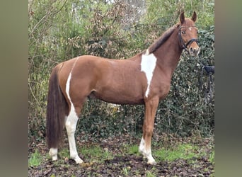 German Riding Pony, Gelding, 5 years, 15 hh, Pinto