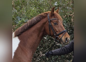 German Riding Pony, Gelding, 5 years, 15 hh, Pinto