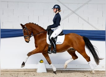 German Riding Pony, Gelding, 5 years, 15,1 hh, Brown