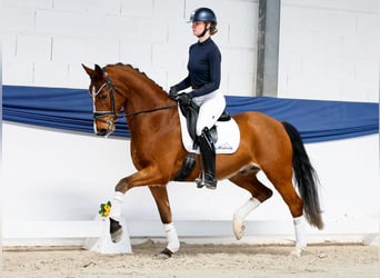 German Riding Pony, Gelding, 5 years, 15,1 hh, Brown