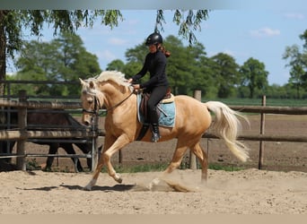 German Riding Pony, Gelding, 5 years, 15,1 hh, Palomino