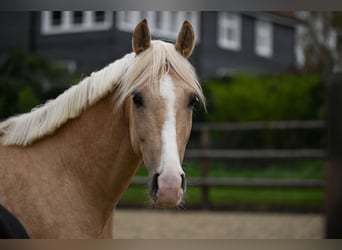 German Riding Pony, Gelding, 5 years, 15,3 hh, Palomino