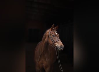 German Riding Pony, Gelding, 5 years, Chestnut-Red