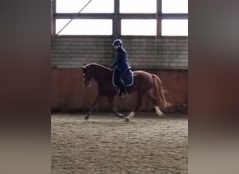 German Riding Pony, Gelding, 5 years