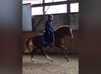 German Riding Pony, Gelding, 5 years