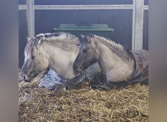 German Riding Pony Mix, Gelding, 6 years, 12,3 hh, Dun