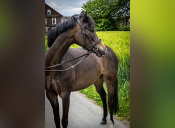 German Riding Pony Mix, Gelding, 6 years, 13.1 hh, Bay-Dark