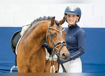 German Riding Pony, Gelding, 6 years, 13.1 hh, Brown