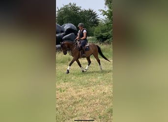 German Riding Pony, Gelding, 6 years, 13.1 hh, Brown