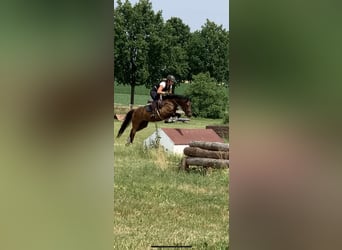 German Riding Pony, Gelding, 6 years, 13.1 hh, Brown