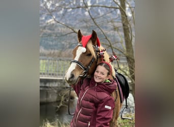 German Riding Pony, Gelding, 6 years, 13.2 hh, Chestnut-Red