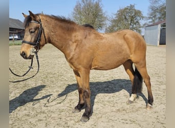 German Riding Pony, Gelding, 6 years, 13.2 hh, Dun