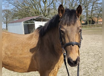 German Riding Pony, Gelding, 6 years, 13.2 hh, Dun