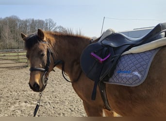 German Riding Pony, Gelding, 6 years, 13.2 hh, Dun