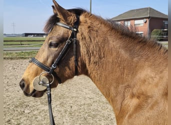 German Riding Pony, Gelding, 6 years, 13.2 hh, Dun