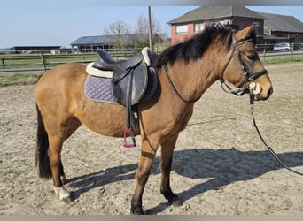German Riding Pony, Gelding, 6 years, 13.2 hh, Dun