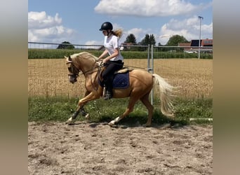 German Riding Pony Mix, Gelding, 6 years, 13.3 hh, Palomino