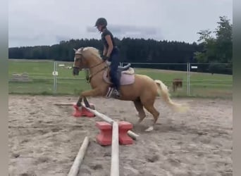 German Riding Pony Mix, Gelding, 6 years, 13.3 hh, Palomino