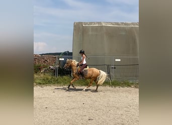 German Riding Pony Mix, Gelding, 6 years, 13.3 hh, Palomino