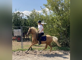 German Riding Pony Mix, Gelding, 6 years, 13.3 hh, Palomino