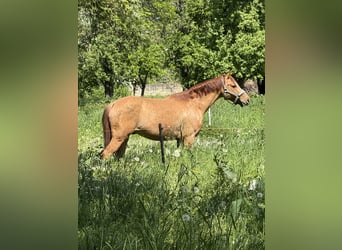 German Riding Pony, Gelding, 6 years, 13,2 hh, Red Dun