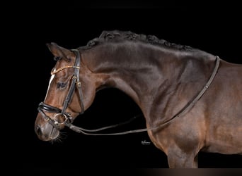 German Riding Pony, Gelding, 6 years, 14.1 hh, Bay-Dark