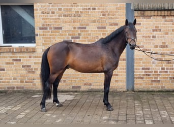 German Riding Pony, Gelding, 6 years, 14.1 hh, Bay-Dark