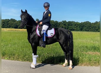 German Riding Pony, Gelding, 6 years, 14.1 hh, Black