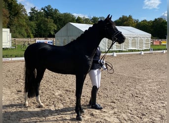 German Riding Pony, Gelding, 6 years, 14.1 hh, Black