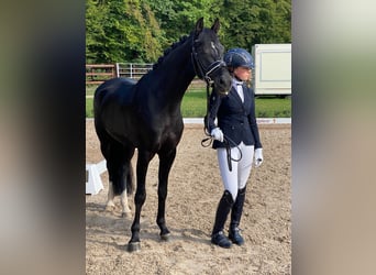 German Riding Pony, Gelding, 6 years, 14.1 hh, Black