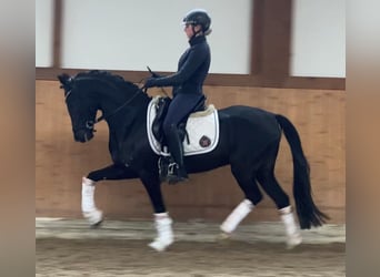 German Riding Pony, Gelding, 6 years, 14.1 hh, Black