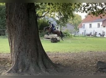 German Riding Pony, Gelding, 6 years, 14.1 hh, Brown