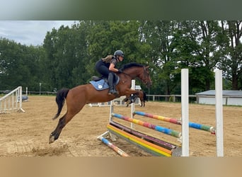 German Riding Pony, Gelding, 6 years, 14.1 hh, Brown